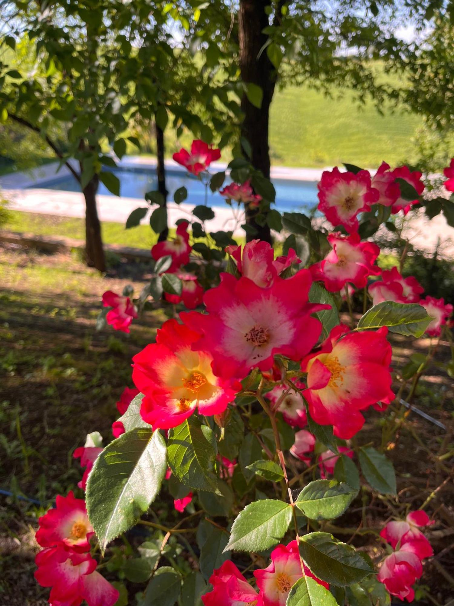 Agriturismo San Fabio Castelnuovo Berardenga Bagian luar foto
